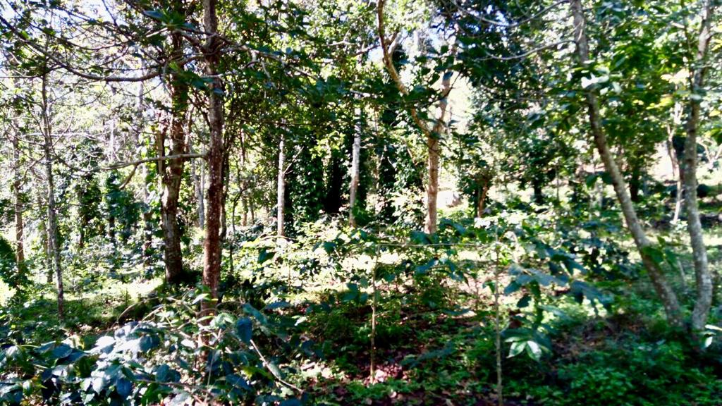 Coffee Estate Plantation